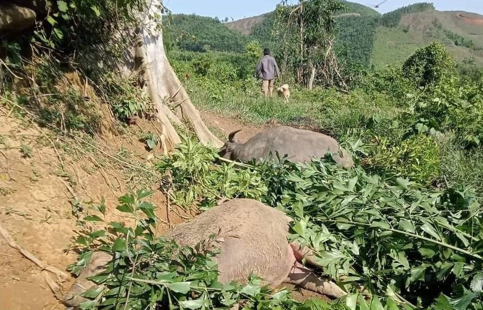 Sét đánh chết 3 con trâu, 1 con bò của gia đình ông Nguyễn Ngọc Hùng (làng Suối Dưa, thôn 1), xã Tiên Lập. Ảnh: CTV