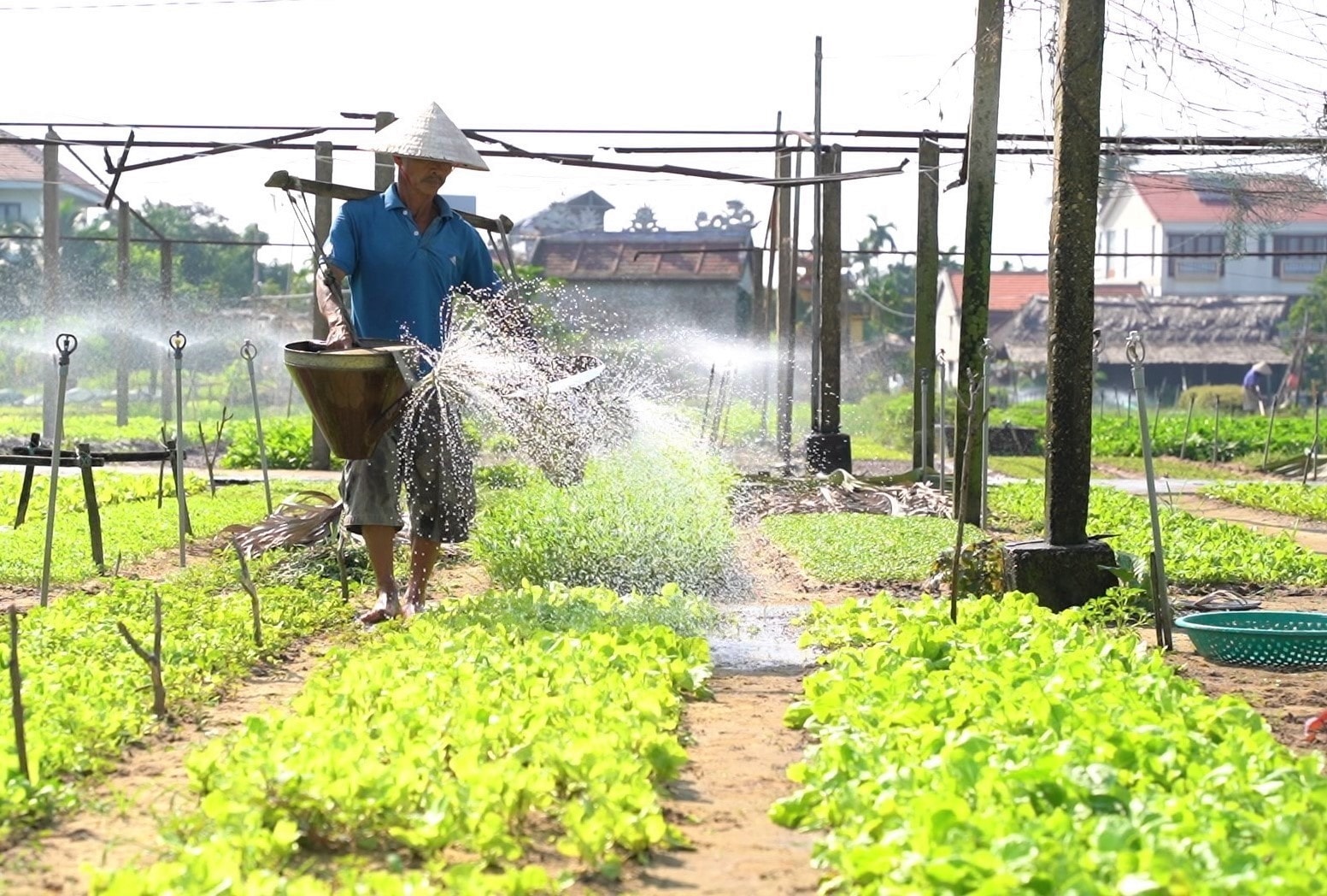 Tra Que vegetable village (Hoi An)