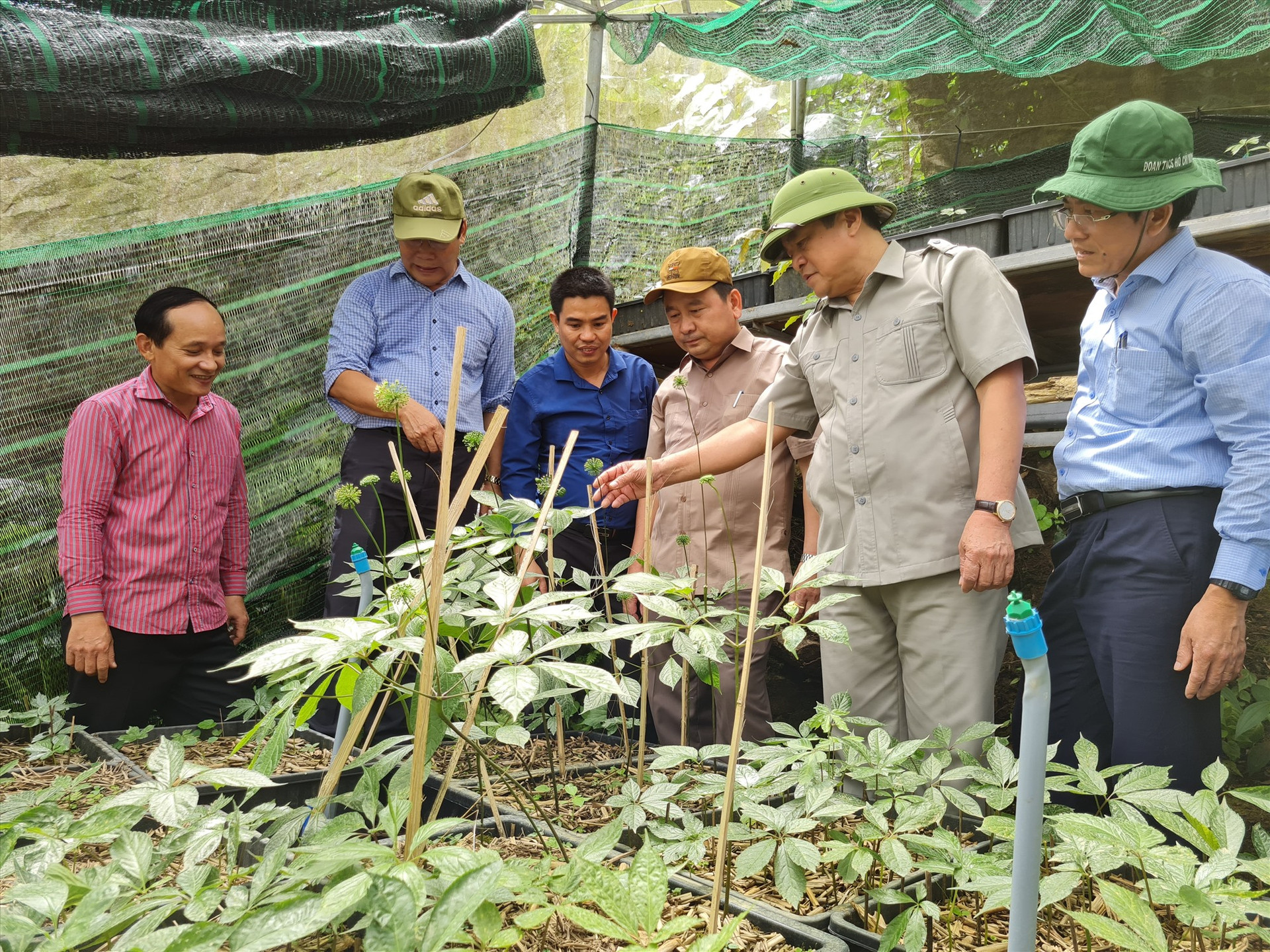 Bí thư Tỉnh ủy Phan Việt Cường đề nghị huyện Nam Trà My, doanh nghiệp đến đầu tư tại vùng sâm Ngọc Linh tạo điều kiện thuận lợi tối đa cho người dân được trồng sâm dưới tán rừng để bảo vệ rừng, phát triển kinh tế. Ảnh: L.N