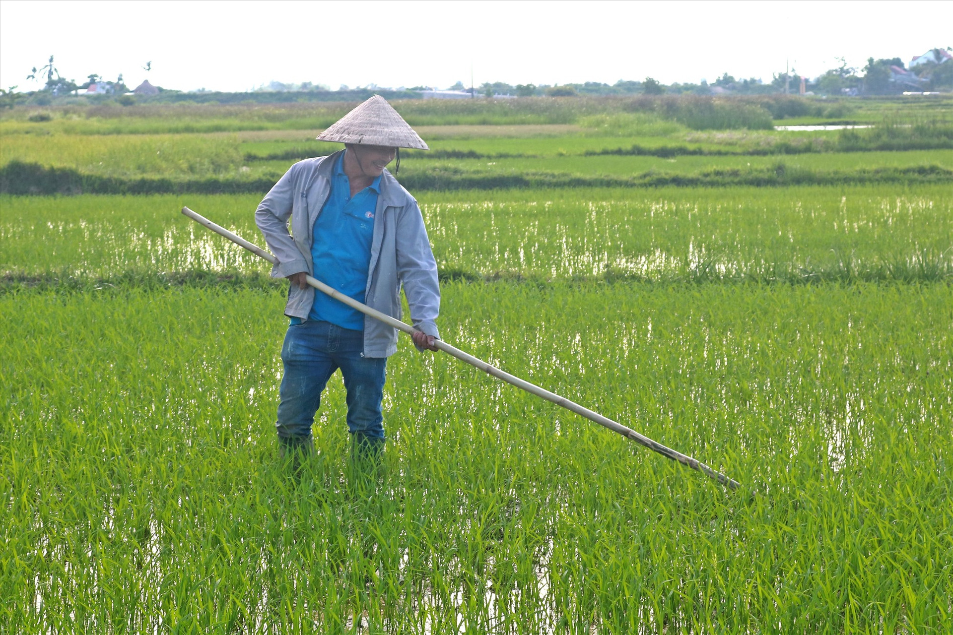 Ông Lê Duy Thái cho rằng trồng lúa trong thời điểm này sẽ khó có lời. Ảnh: Đ.T