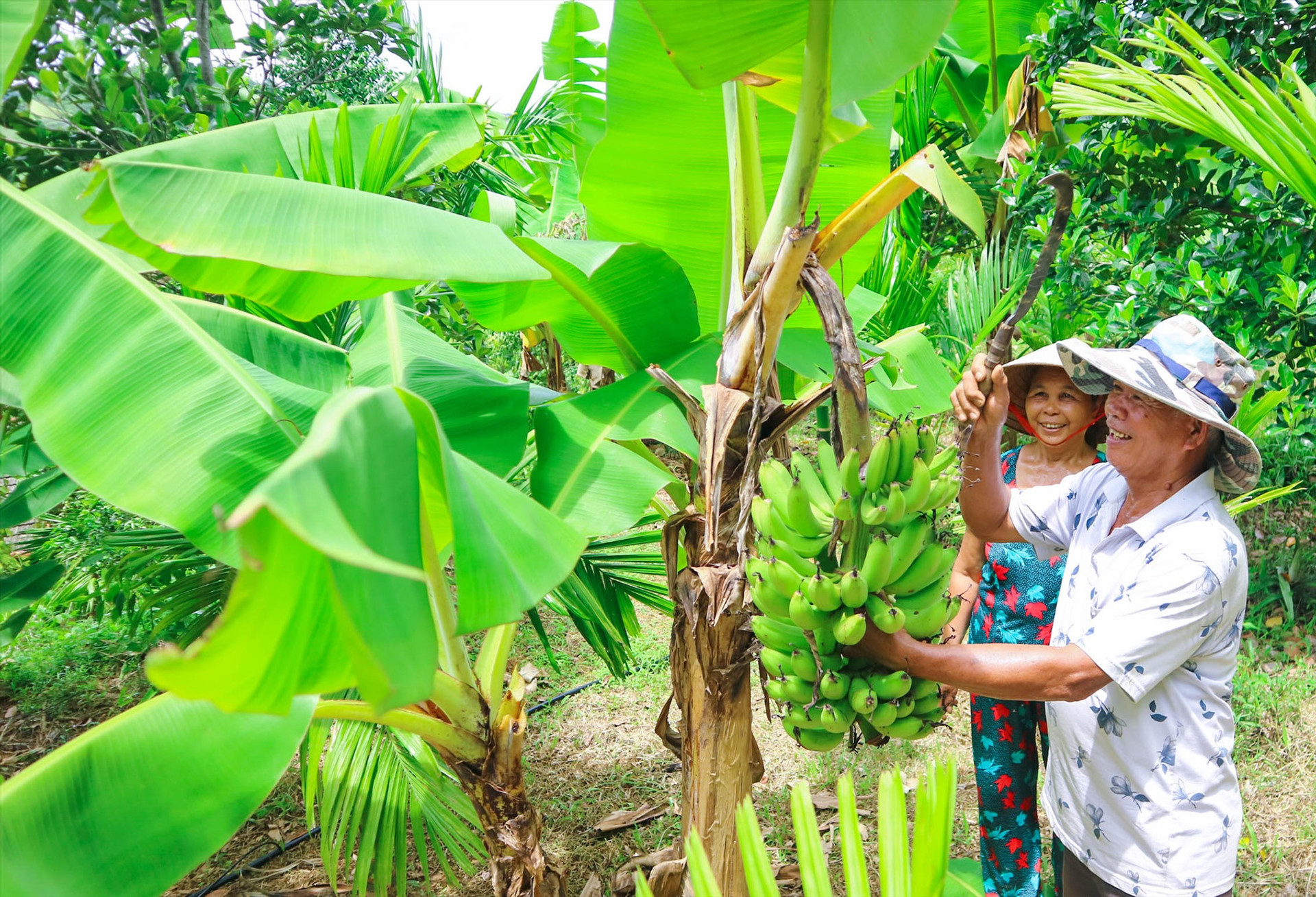 Nhiều hội viên nông dân ở Phú Ninh phát triển mô hình kinh tế bền vững từ các chương trình hỗ trợ. Ảnh: Đ.C
