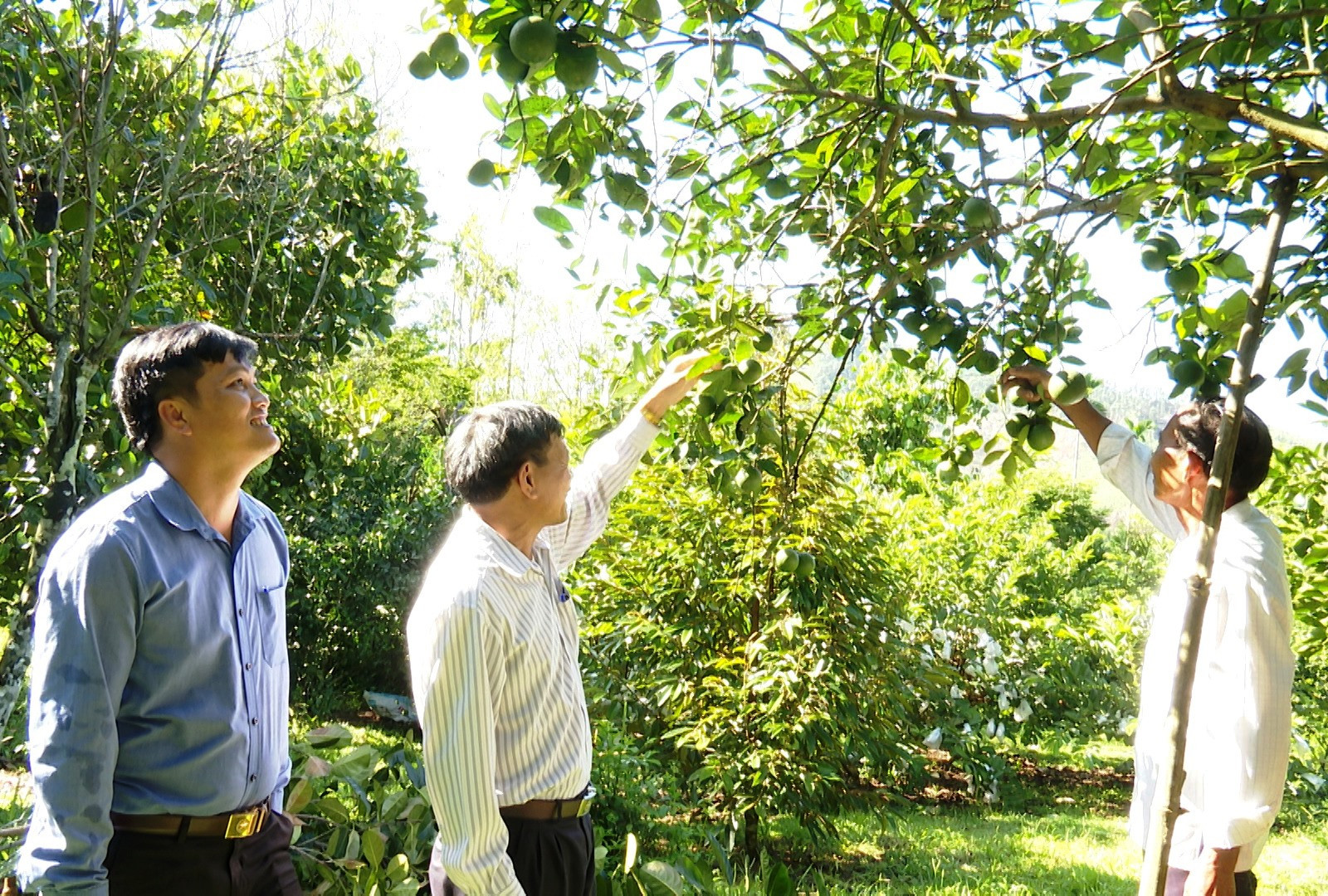 Khu vườn cây ăn quả của gia đình ông Nguyễn Thanh Hiên (thôn Cẩm Phô), xã Tiên Cẩm cho hiệu quả kinh tế cao. Ảnh: HOÀNG HƯNG