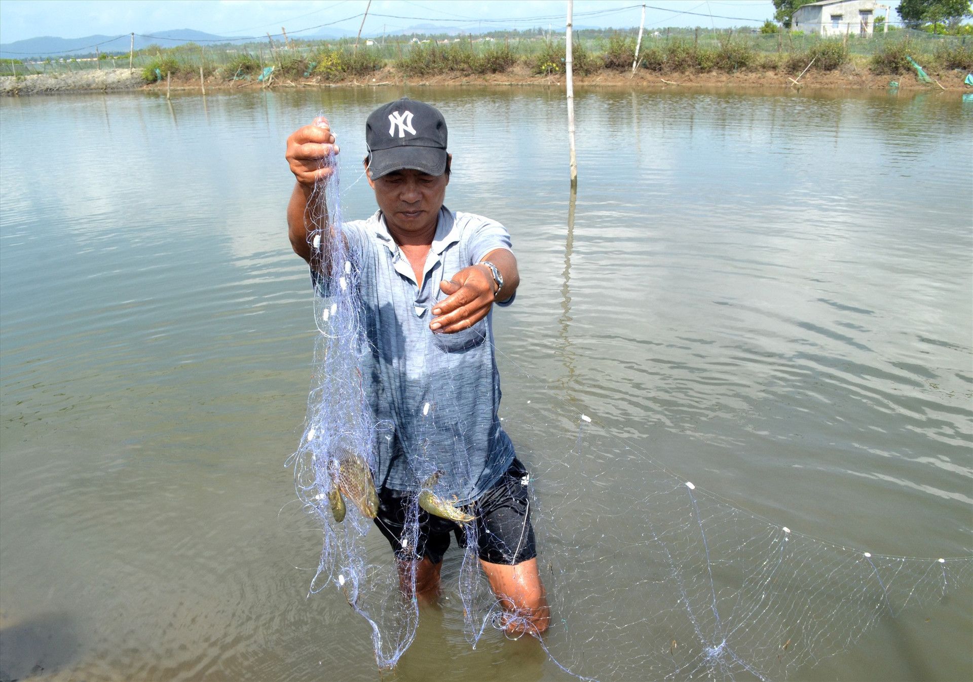 Nuôi ghép tôm sú, cá dìa, cua đem lại hiệu quả bước đầu cho người nông dân xã Tam Hòa. Ảnh: NGUYỄN QUANG