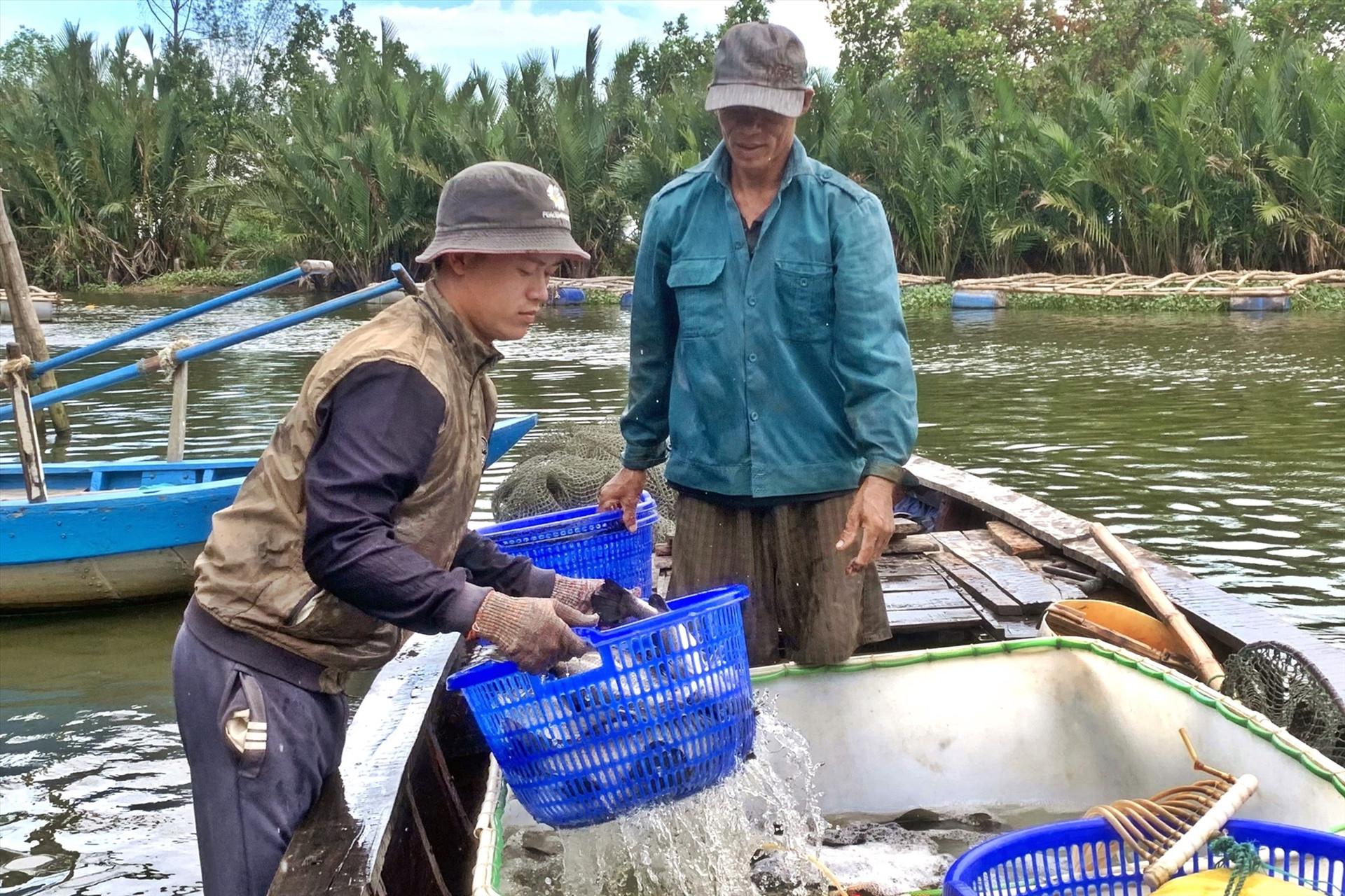 Thương lái đến tận nơi thu mua do cá chẽm nuôi tại Tân Phú có chất lượng. Ảnh: T.Đ