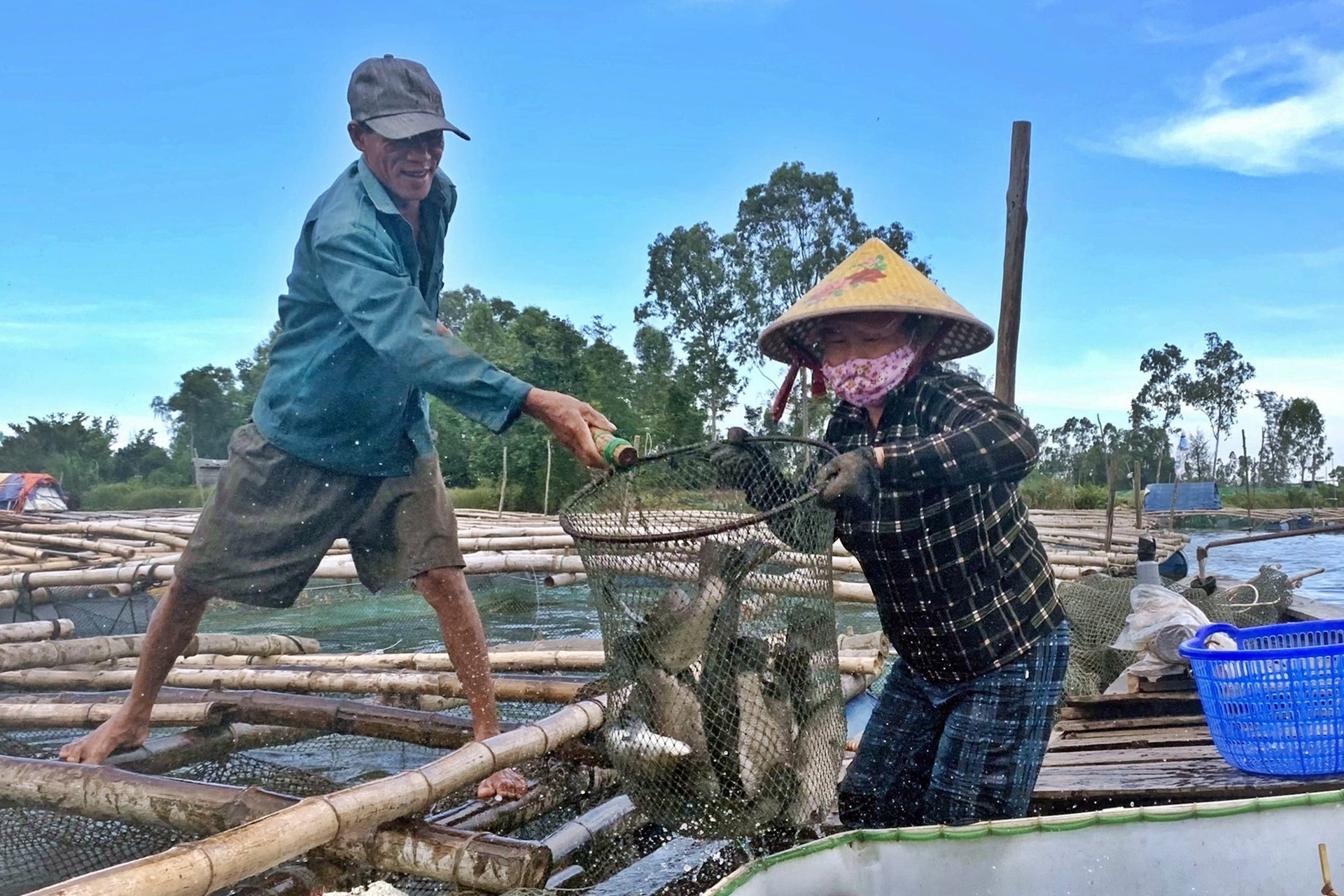 Người nuôi cá chẽm ở xã Tam Phú vui mừng vì giá bán cao. Ảnh: T.Đ