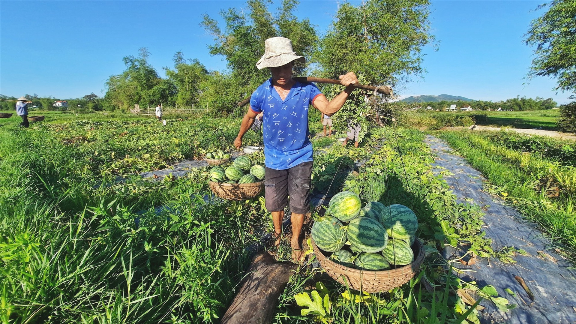 Nông dân Phú Ninh thu hoạch dưa. Ảnh: T.VIÊN