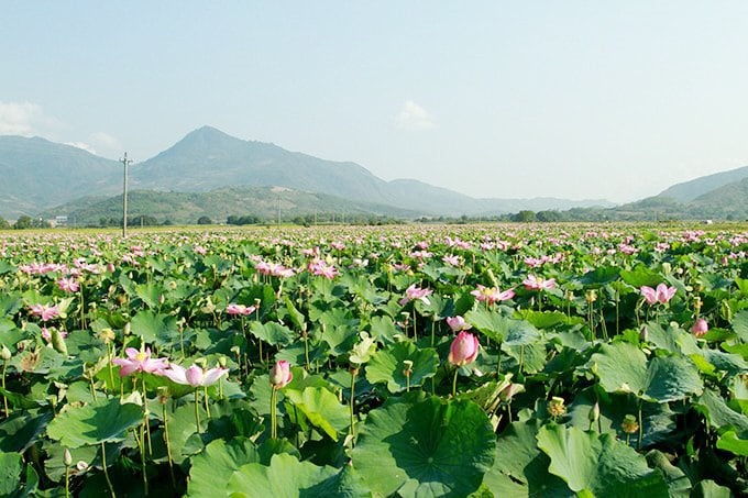 Đồng sen Trà Lý. Ảnh: H.T