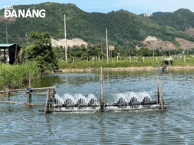 Nhiều người nuôi tôm tại thôn Trường Định (xã Hòa Liên, huyện Hòa Vang) sử dụng quạt nước để giảm sự chênh lệch nhiệt độ giữa các tầng nước trong ao nuôi, tăng hàm lượng ôxy cho tôm sinh trưởng. Ảnh: VĂN HOÀNG