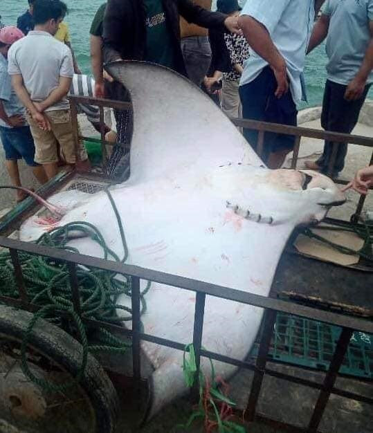 Ông Trọng bắt được con cá đuối nặng 80kg trên biển Cù Lao Chàm.