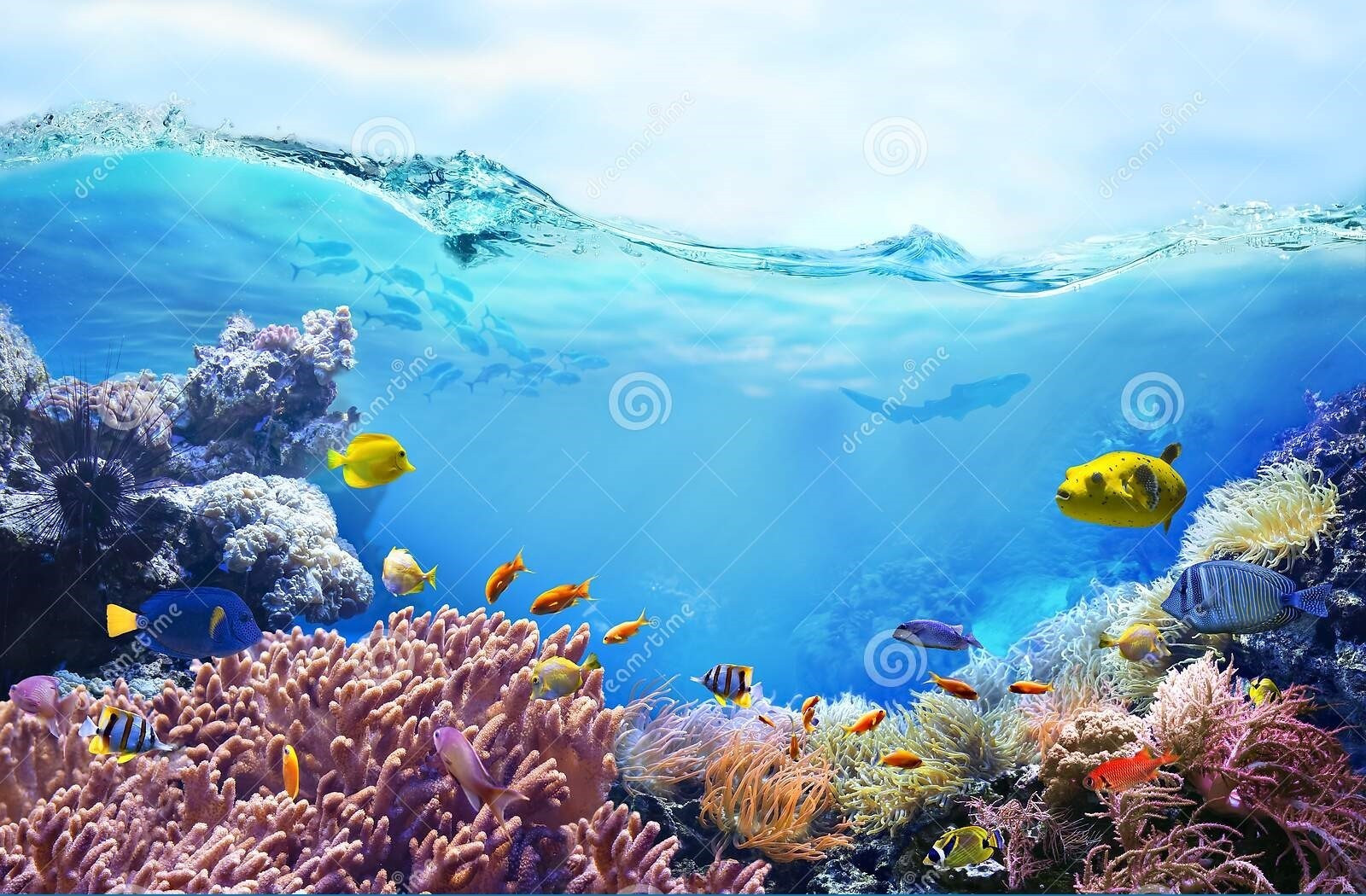 Sinh vật biển đầy màu sắc bên hệ sinh thái san hô. Ảnh: Dreamstime