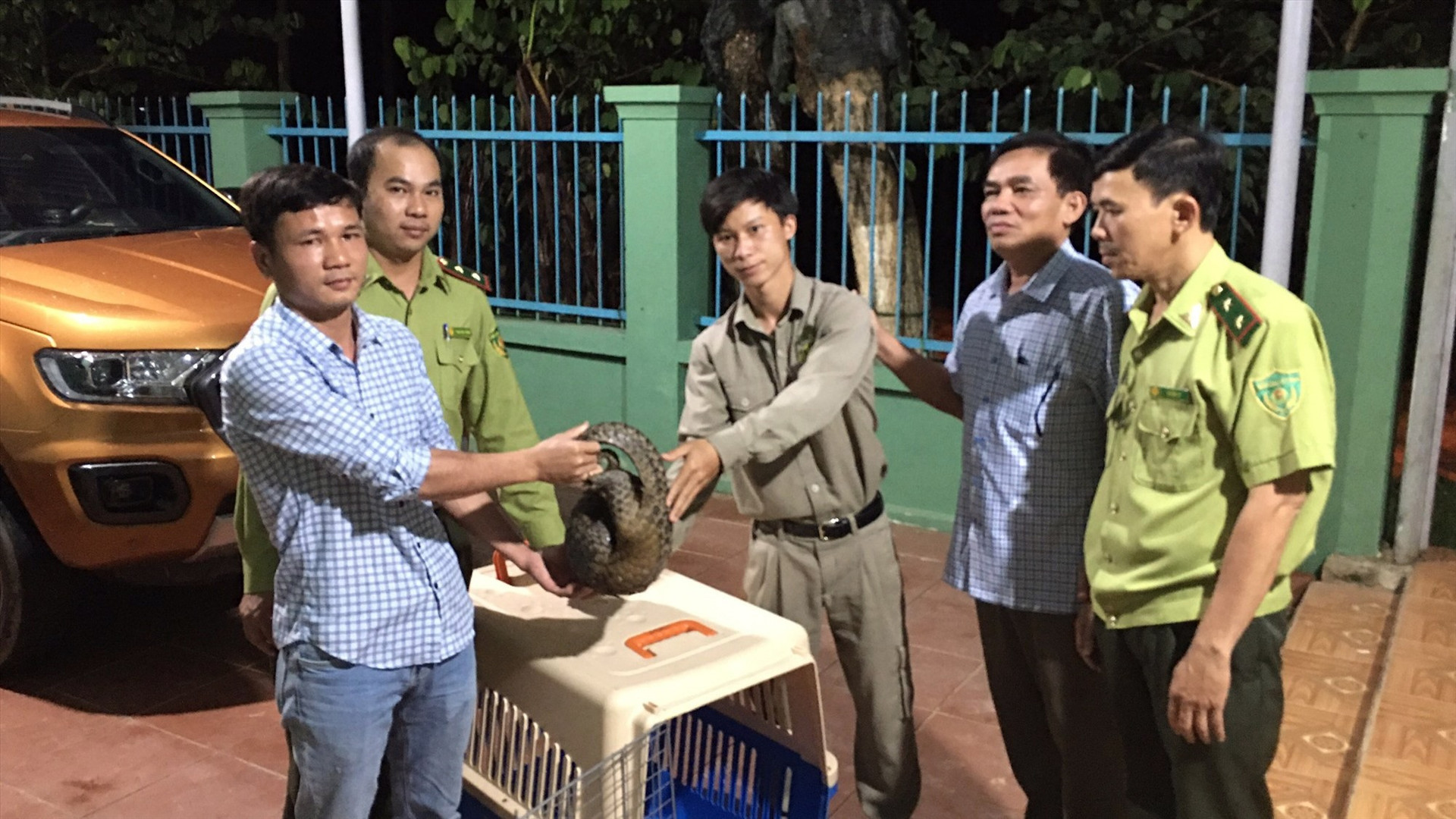 Ban quản lý rừng phòng hộ Tây Giang vừa giải cứu cá thể tê tê Java thuộc loại nguy cấp, quý hiếm bị mắc bẫy và bàn giao cho Trung tâm cứu hộ Vinpearl Hội An. Ảnh: Q.T