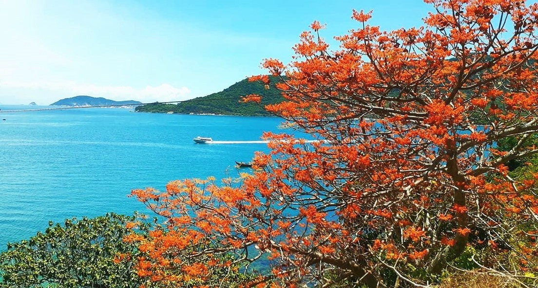 Firmiana Simplex is known as a regal tree, king of trees. It is found everywhere on Cham Islands. When Firmiana Simplex flowers, the islands are covered with its red, which makes the space striking and romantic.