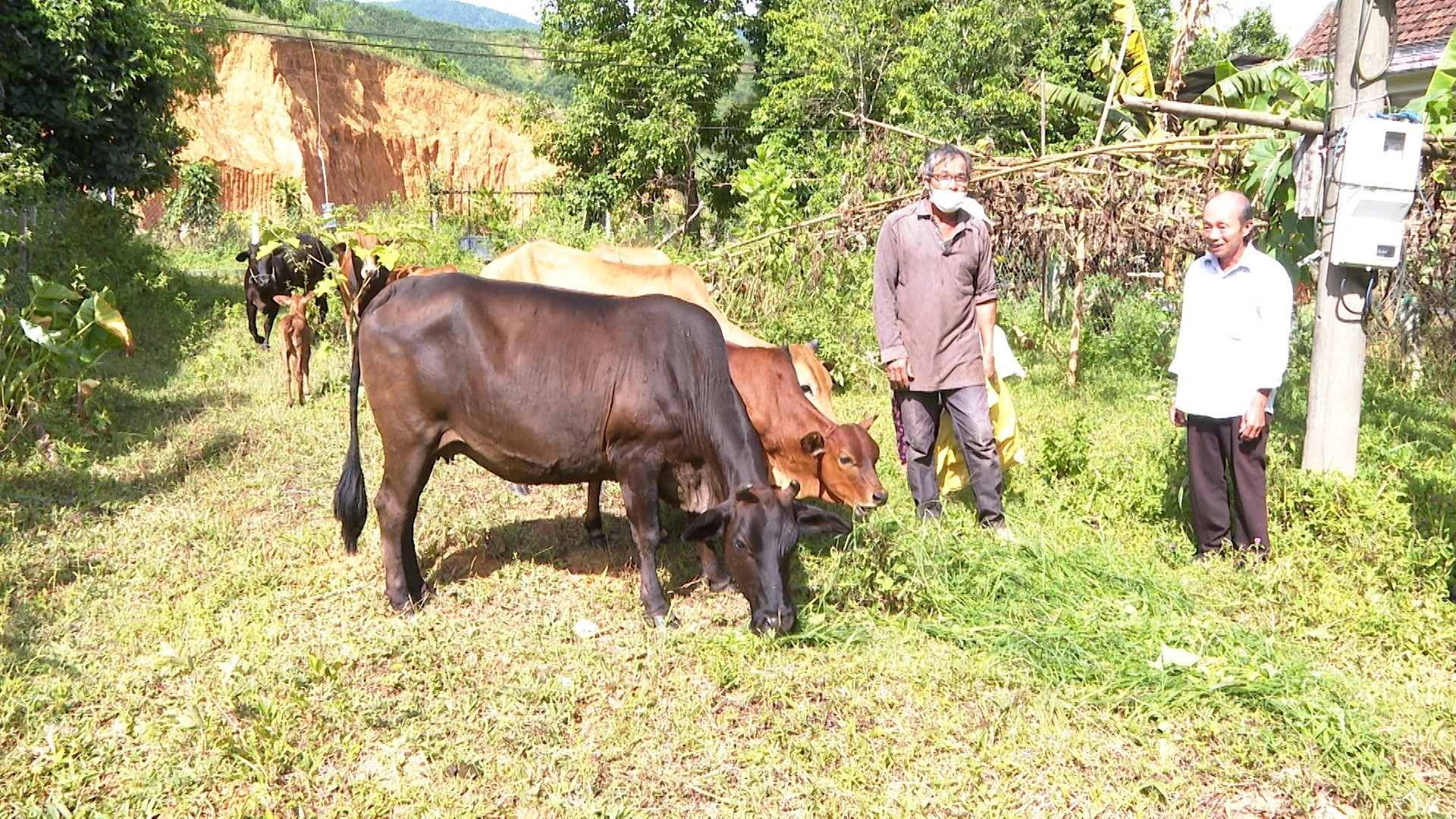 Một mô hình chăn nuôi bò ở xã Ba được hình thành, phát huy hiệu quả nhờ nguồn vốn vay từ tín dụng CSXH. Ảnh: CT