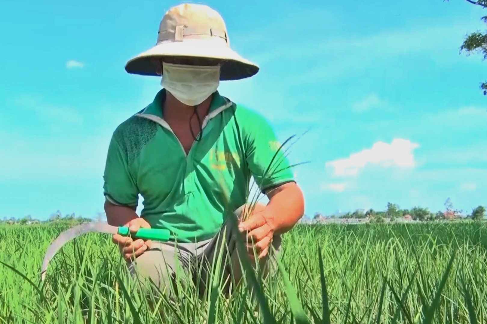 Nhiều nông dân lo lắng vì khả năng thiếu nước tưới cho cây lúa vào cuối vụ hè thu. Ảnh: H.Đ