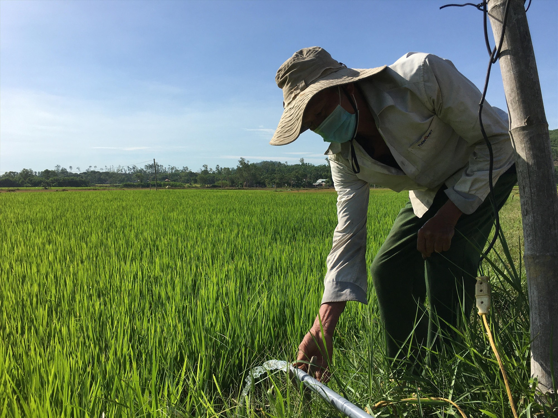 Hiện tại, nông dân Phú Ninh vẫn đầy đủ nước tưới cho cây lúa vụ hè thu. Ảnh: H.C