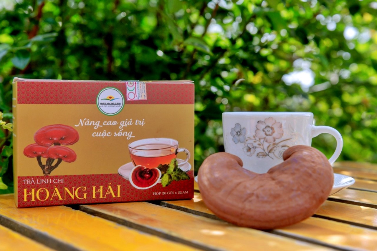 Hợp tác xã Nông nghiệp Hoàng Hải Tam Quangđăng ký nâng cấp sản phẩm trà linh chi Hoàng Hải thành sản phẩm OCOP 4 sao. Ảnh: H.Đ