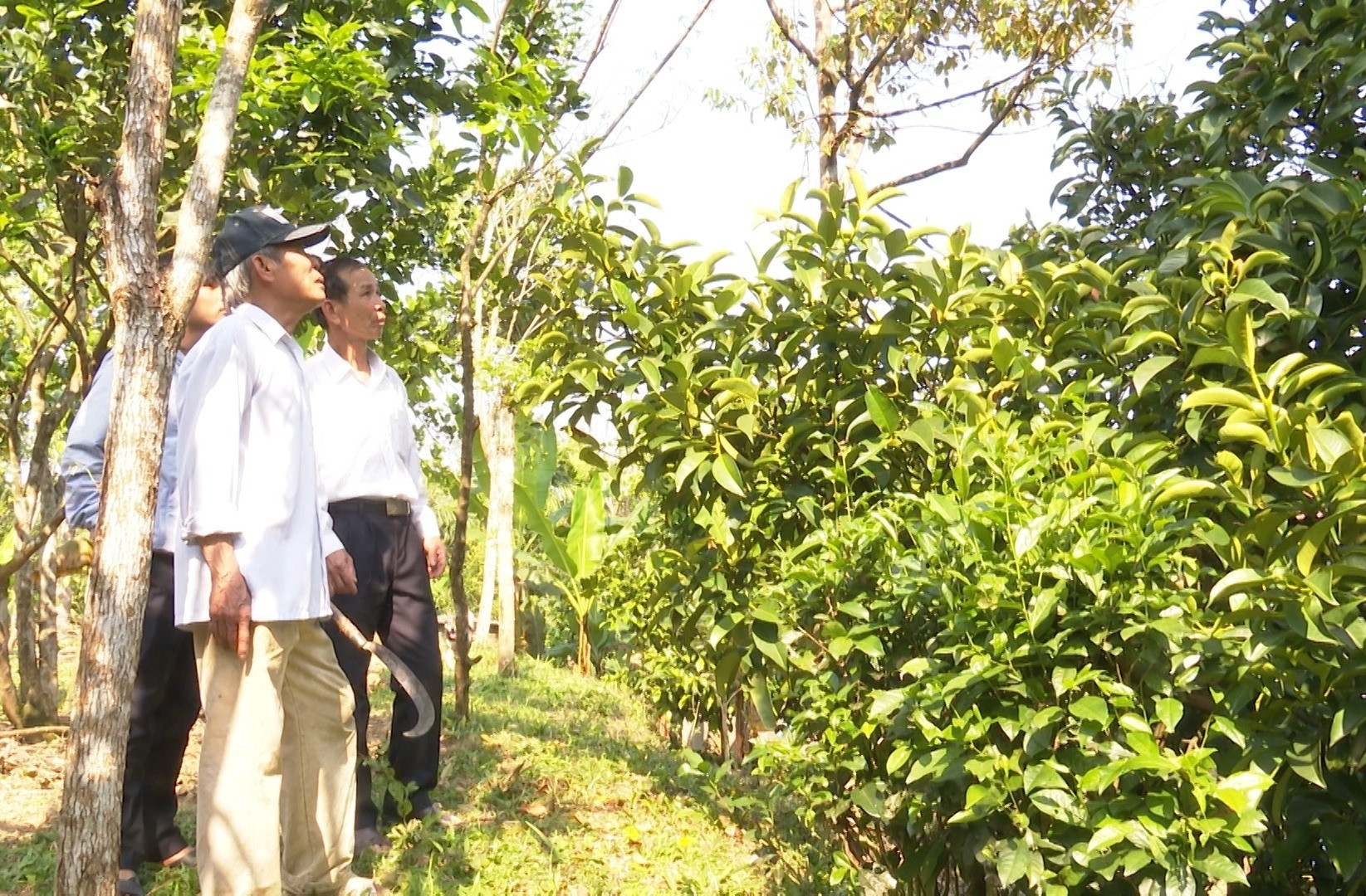 Người dân Tiên Phước trồng gần 1000 ha cây ăn quả các loại. Ảnh: HOÀNG HƯNG