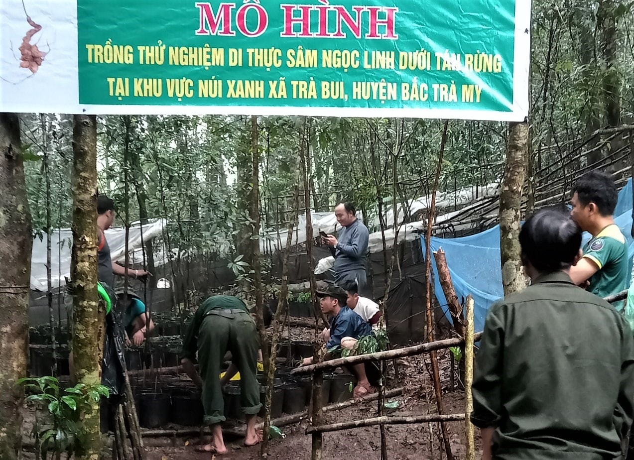 Mô hình trồng, chăm sóc sâm Ngọc Linh thử nghiệm tại Núi Xanh. Ảnh: V.B