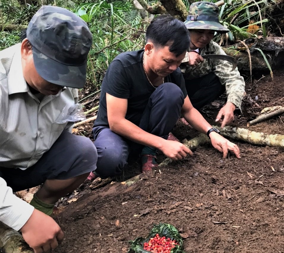 Mô hình trồng, chăm sóc sâm Ngọc Linh thử nghiệm tại Núi Xanh. Ảnh: V.B. Nhiều hộ dân xã Trà Bui mạnh dạn bỏ vốn mua hạt giống sâm Ngọc Linh để ươm trồng tại Núi Xanh. Ảnh: V.B