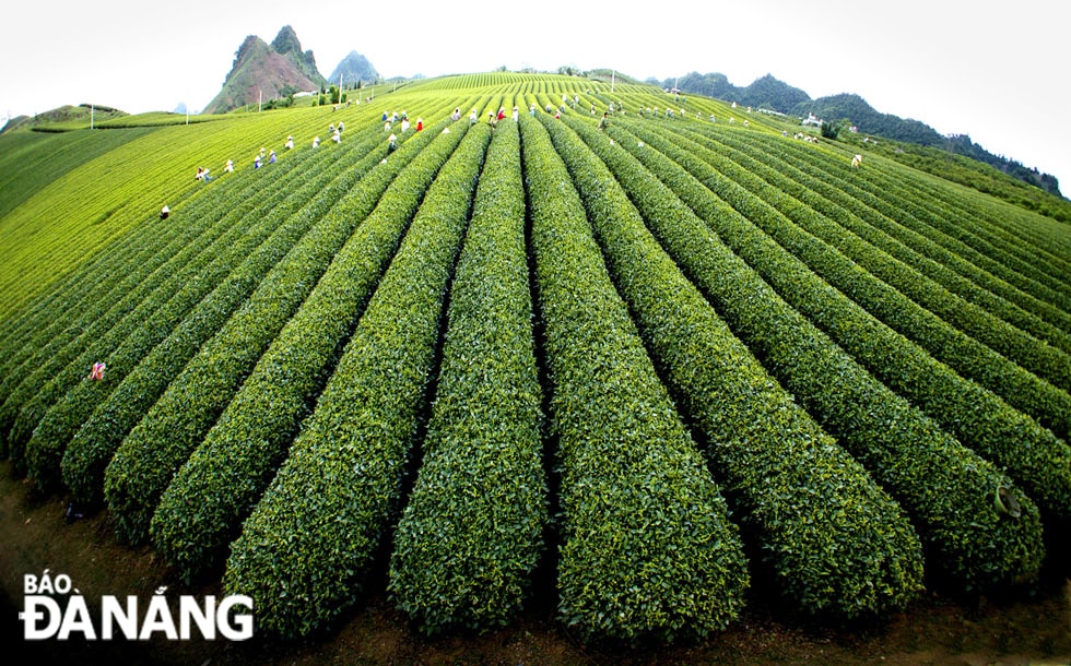 Đường nét trên đồi chè.
