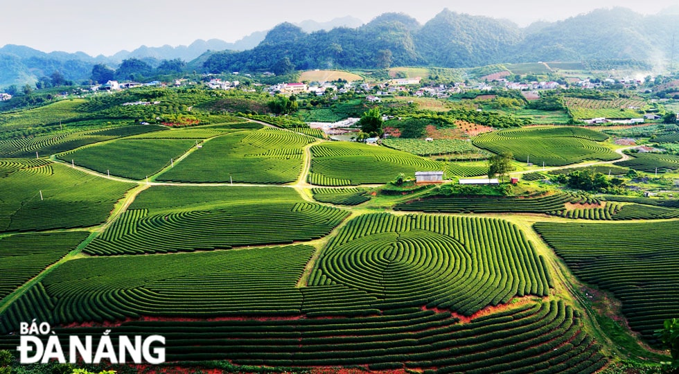 Một góc đồi chè có hình dáng vân ngón tay.