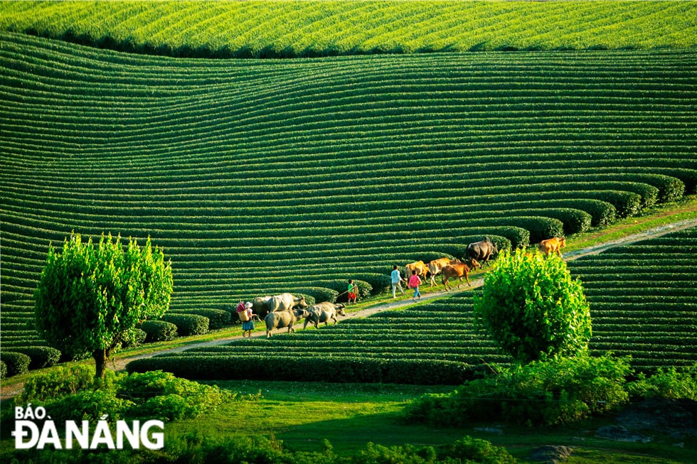 Nắng chiều.