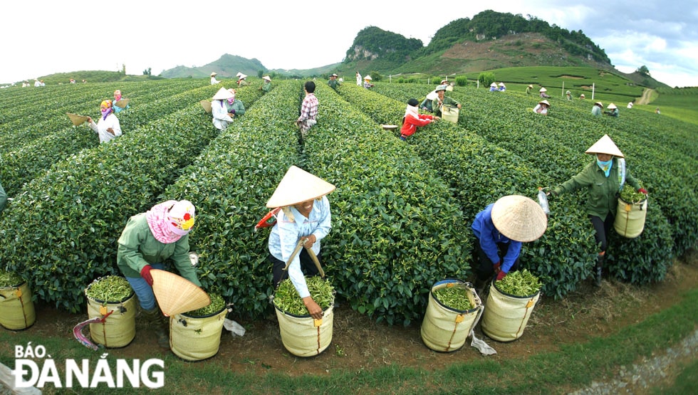 Rộn rã ngày hái chè.