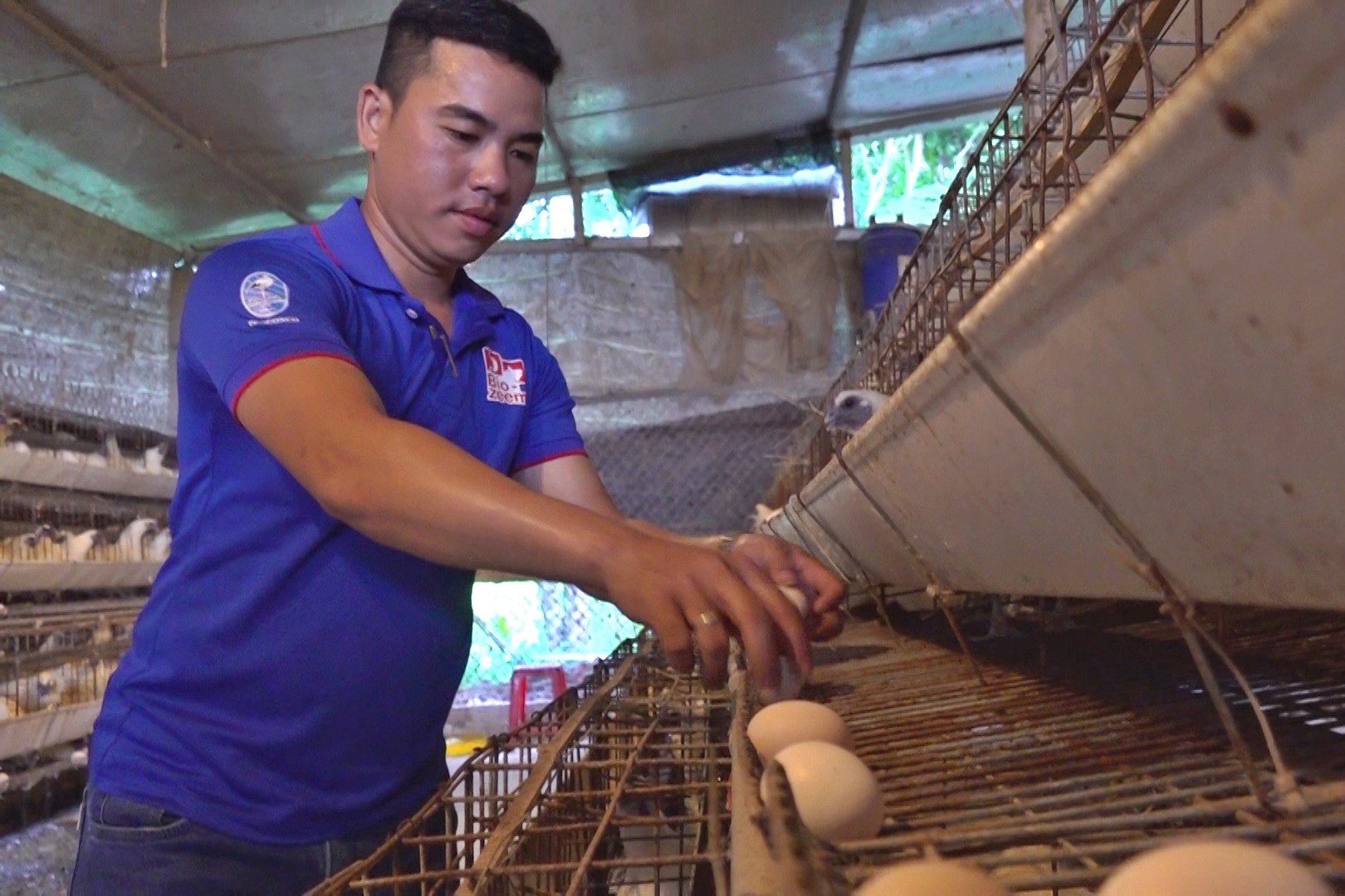 Lê Ngọc Phước đang có được thu nhập khá từ mô hình khởi nghiệp nuôi gà ác lấy trứng. Ảnh: H.Đ