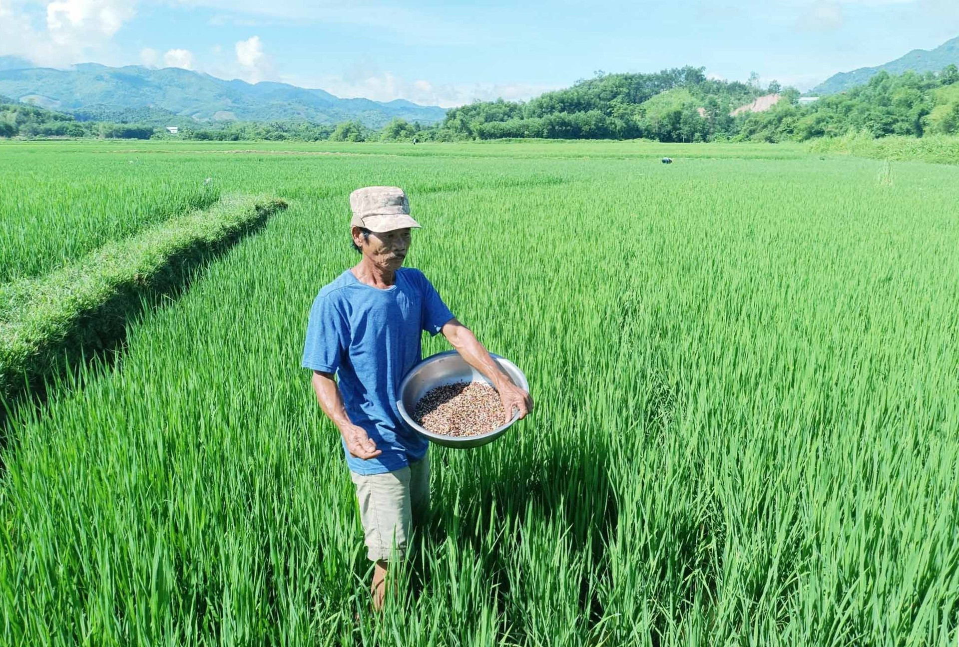 Ông Lê Bình ở thôn Phước Viên (xã Quế Trung, huyện Nông Sơn) bón phân thúc đòng cho ruộng lúa. Ảnh: M.N
