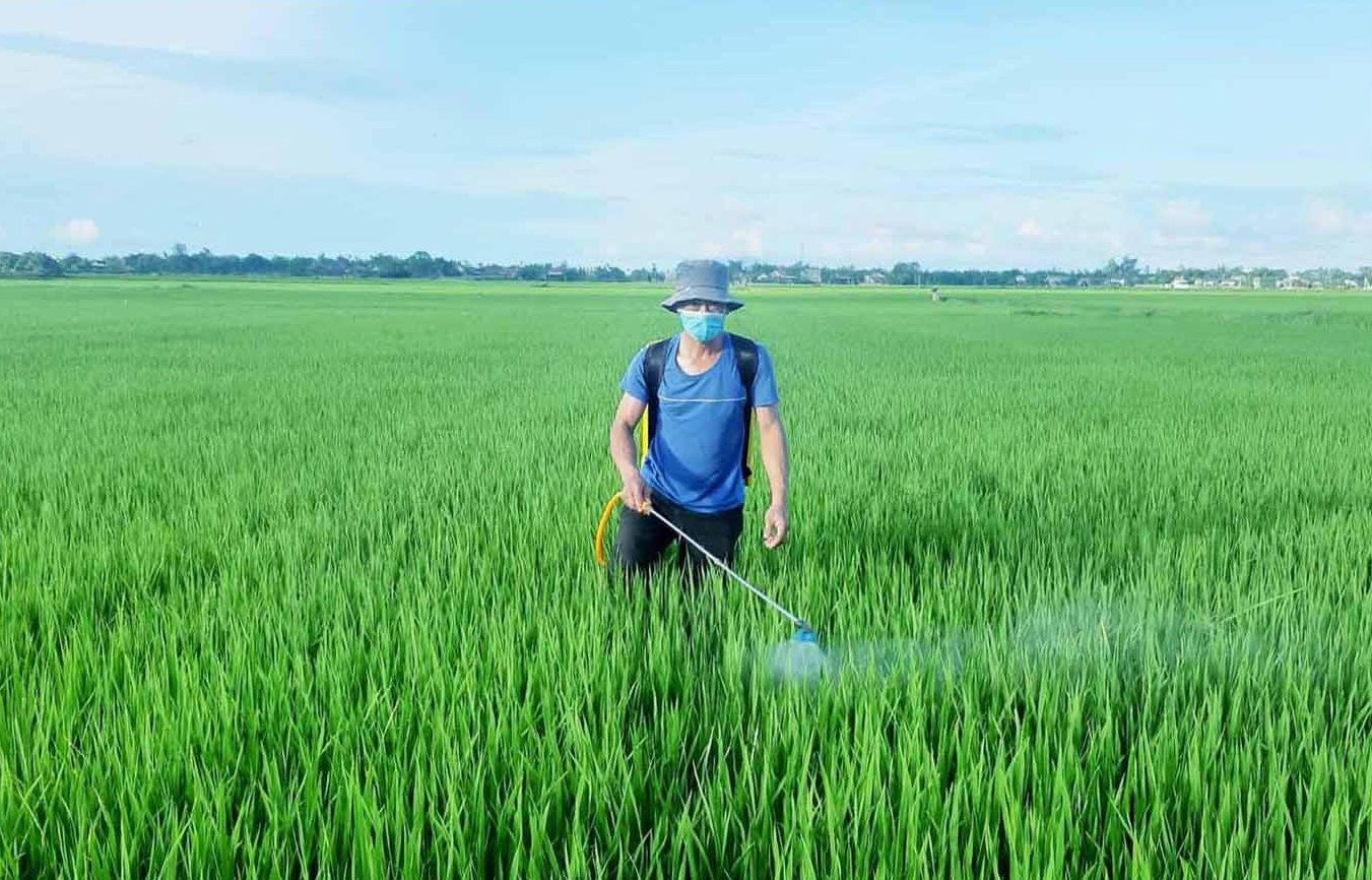 Nông dân vùng đông Quế Sơn phun thuốc trừ sâu bệnh gây hại lúa hè thu. Ảnh: M.N