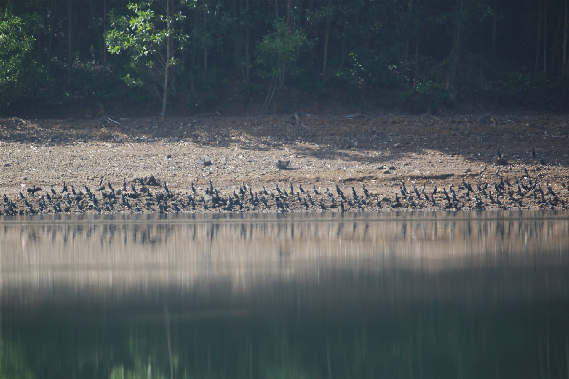 Hơn 3.000 con chim cồng cộc đang sinh sống tại hồ Thái Xuân. Ảnh: N.Q