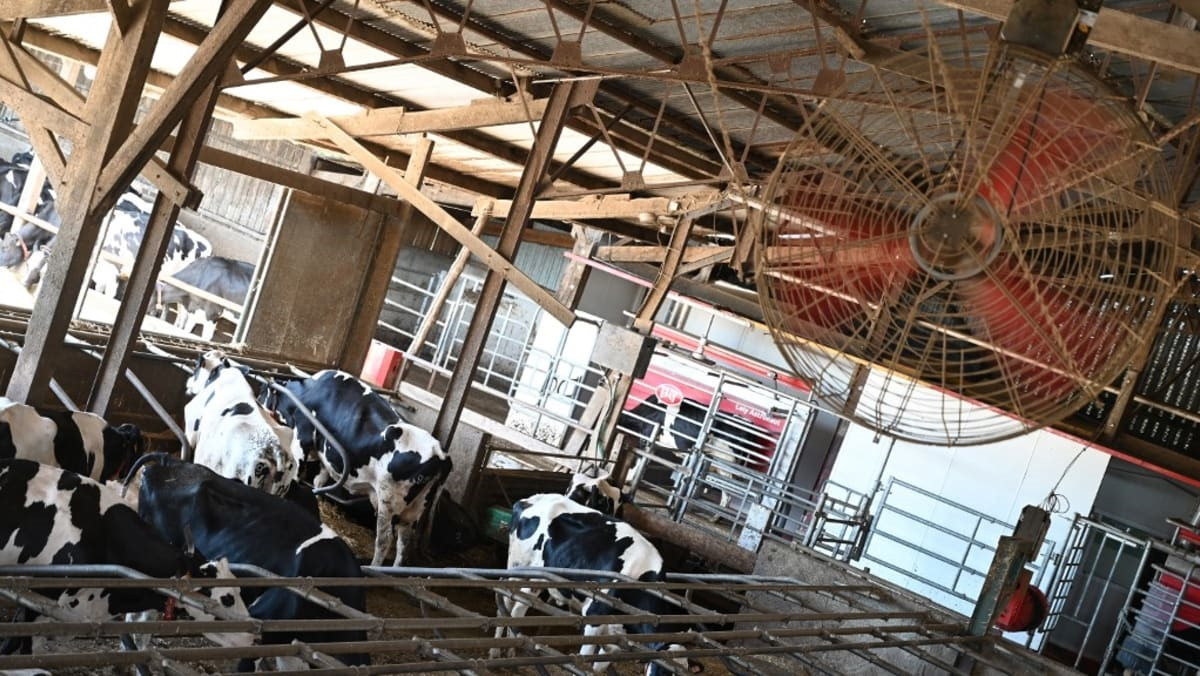 Hệ thống quạt khổng lồ cho trang trại bò sữa của nông dân