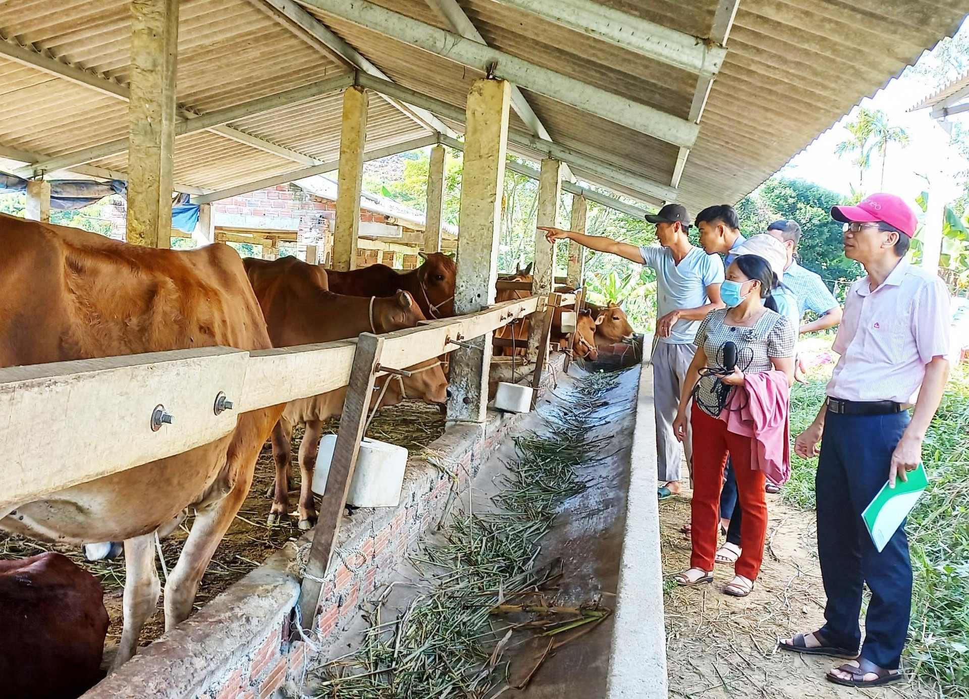 Nhờ vay vốn ngân hàng để chăn nuôi, nhiều gia đình trên địa bàn huyện Tiên Phước đã thoát được nghèo. Ảnh. N.HƯNG