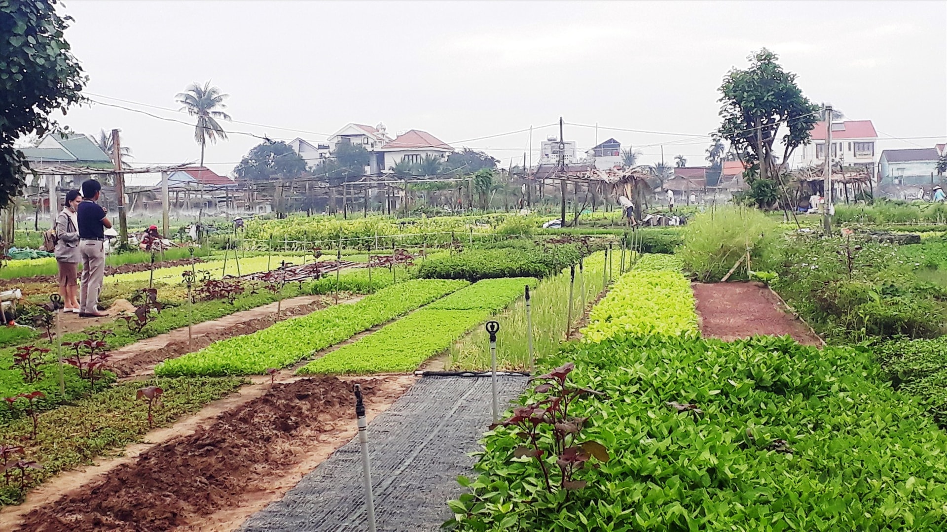 Tra Que vegetable farming (Hoi An city) - a Vietnam’s intangible cultural heritage