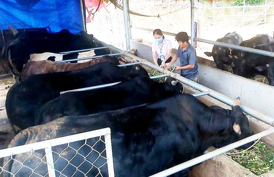 Những năm gần đây, người dân Quế Sơn mạnh dạn đầu tư phát triển mô hình chăn nuôi giống bò ngoại 3B thương phẩm với quy mô lớn. Ảnh: PV