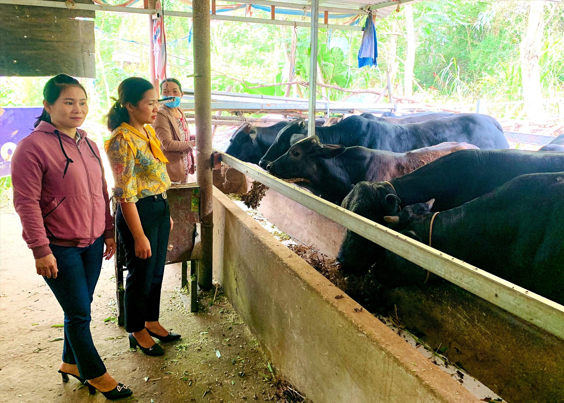 Thời gian qua, người dân Duy Xuyên tập trung đầu tư phát triển mạnh mô hình nuôi bò lai sinh sản và vỗ béo theo phương thức thâm canh, an toàn dịch bệnh. Ảnh: PV