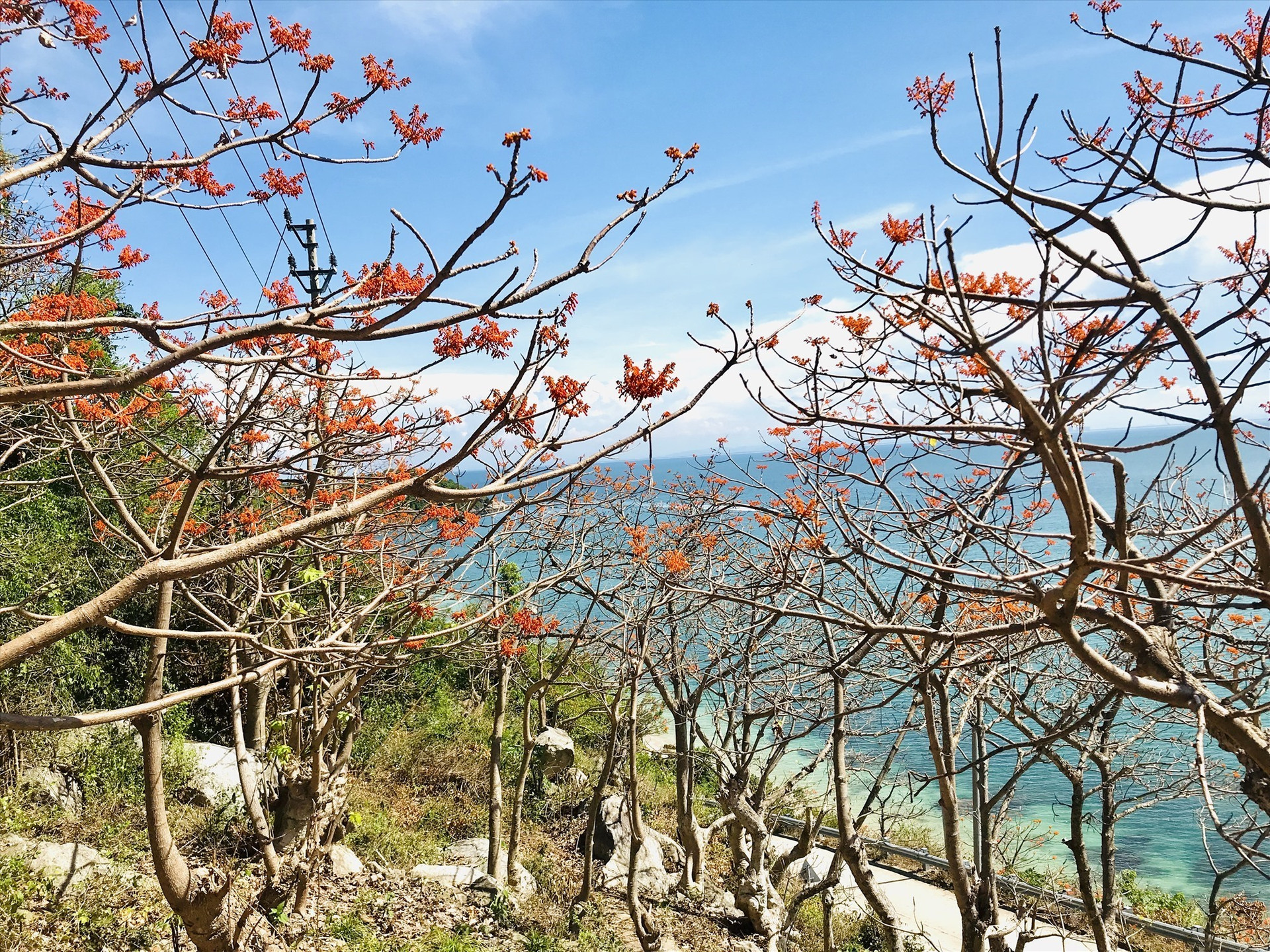 Firmiana Simplex flowers in Cham Islands