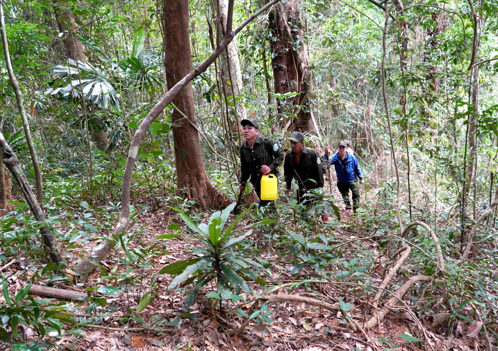 Trong 6 tháng đầu năm, Quảng Nam cơ bản thực hiện tốt công tác quản lý, bảo vệ rừng. Ảnh: H.Q