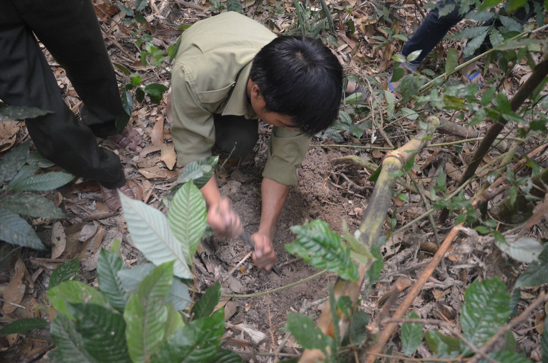 Nhân rộng, phát triển mô hình cây ba kích tím dưới tán rừng phòng hộ đang được huyện Phước Sơn thử nghiệm.