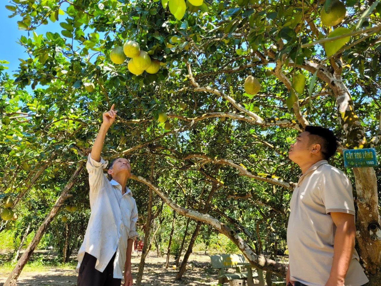 Những vườn cây trái sum sê ở Đại Bình là điểm thú vị thu hút du khách. Ảnh: SỰ ANH