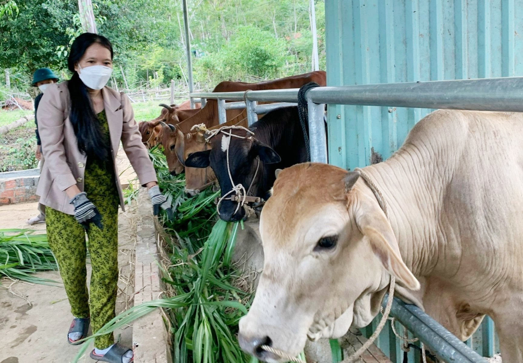 Những năm gần đây, người dân Nông Sơn tập trung đầu tư phát triển mạnh mô hình nuôi bò lai sinh sản và bò thịt thương phẩm theo phương thức thâm canh. Ảnh: L.Đ