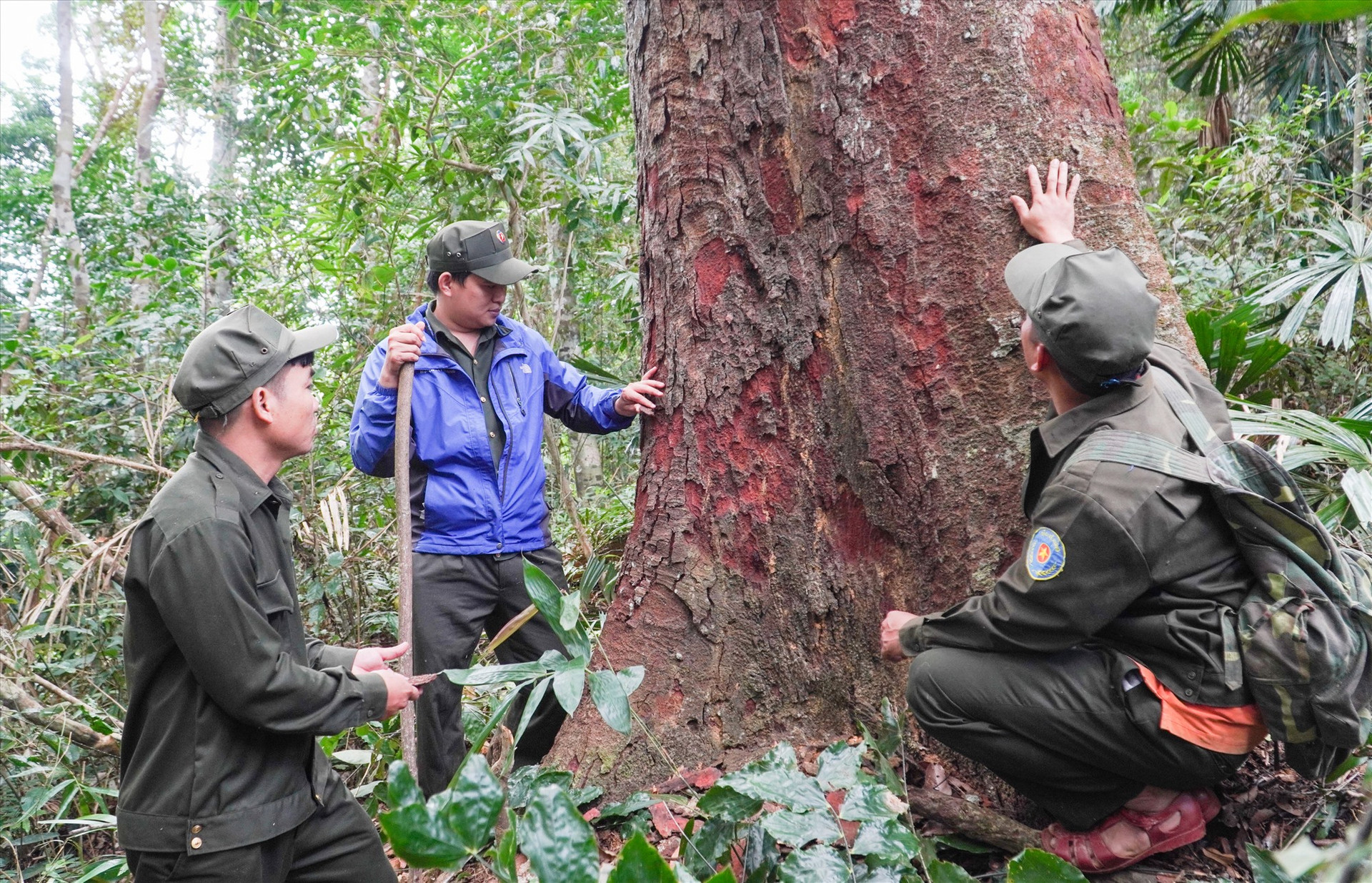 Lực lượng chuyên trách bảo vệ rừng lim Tây Giang. Ảnh: H.Q