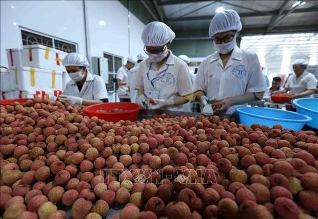 Litchi classification for export (Photo: VNA)