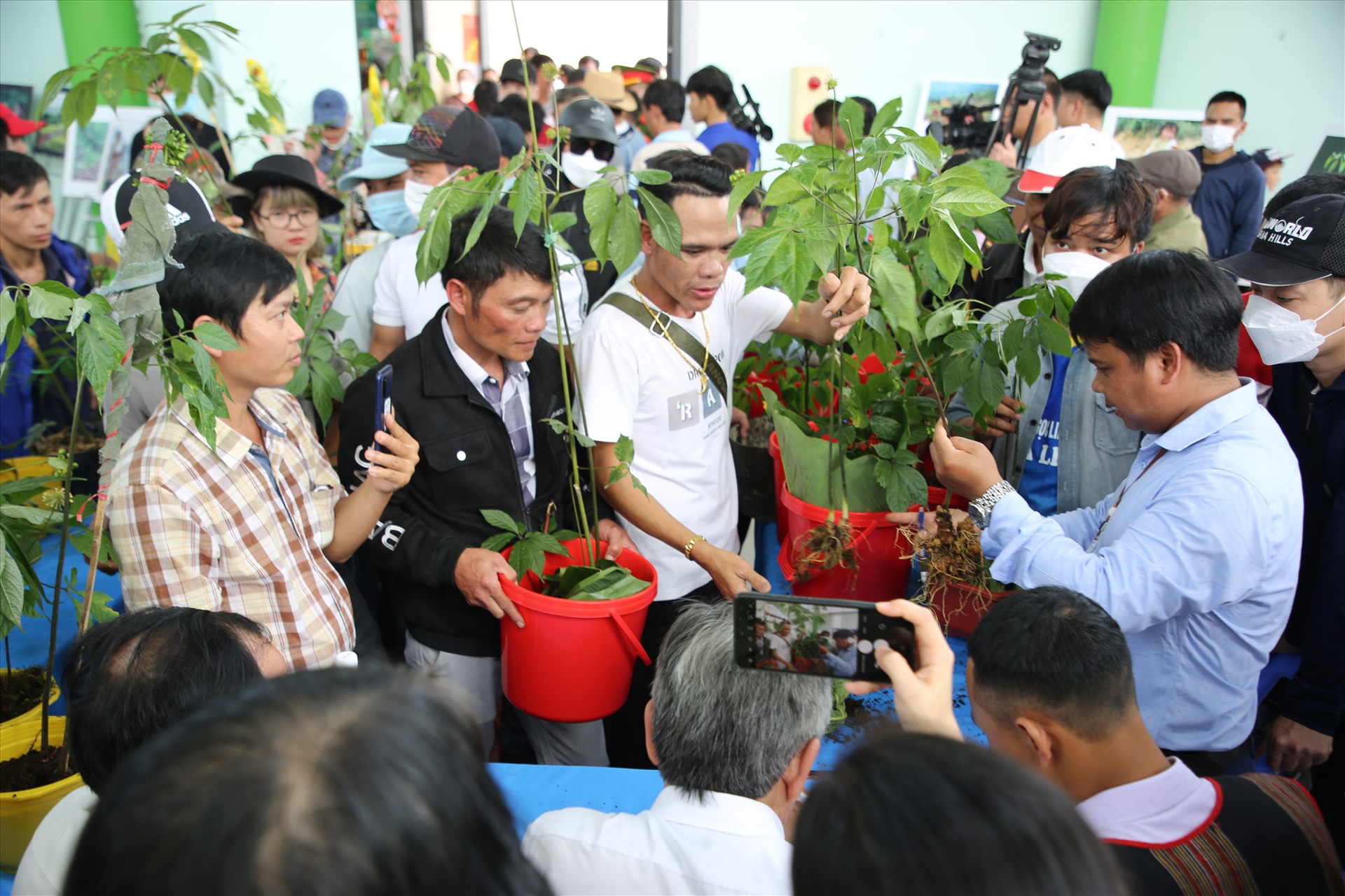 Với 70 hộ trồng sâm tham gia, hội thi sâm Ngọc Linh năm nay được xem là kỷ lục từ trước đến nay. Ảnh: A.N
