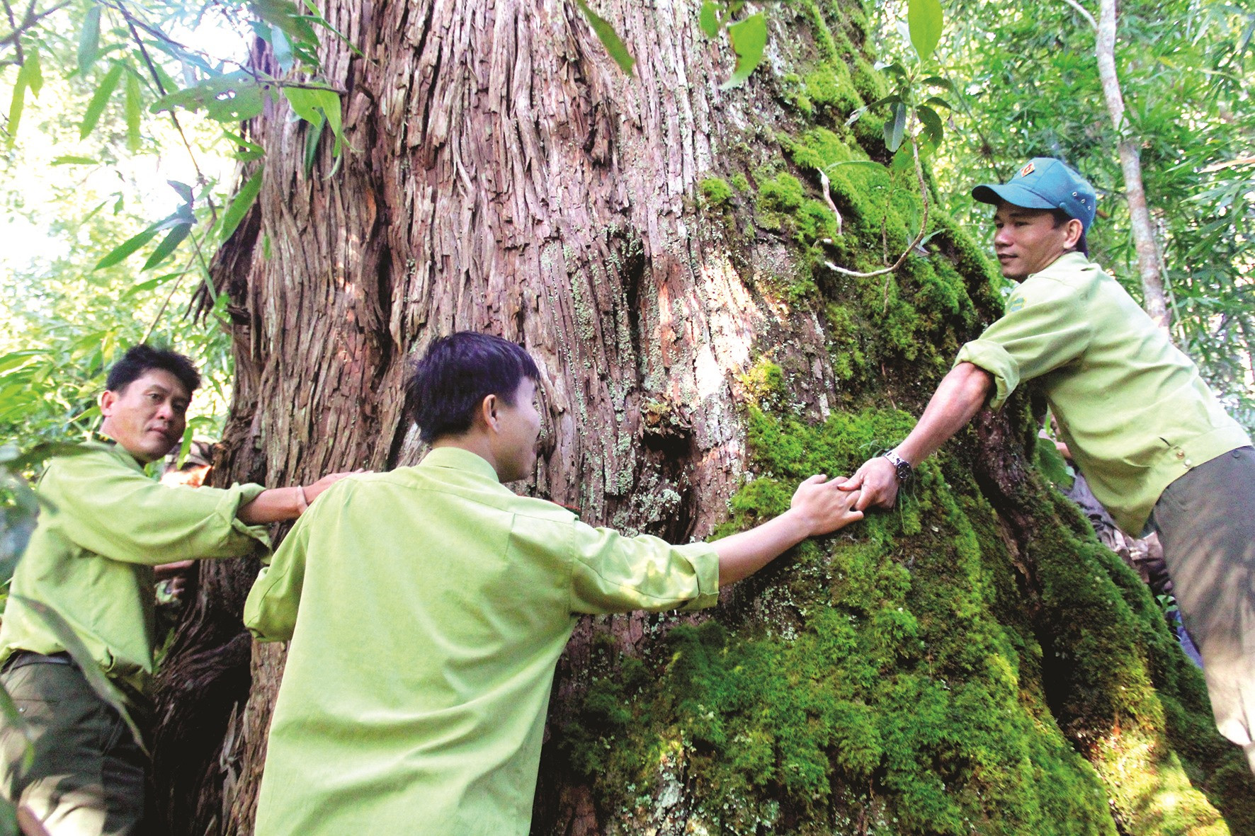 Từ sự chung tay bảo vệ của cộng đồng, nhiều cánh rừng pơmu ở Tây Giang được bảo tồn. Ảnh: ALĂNG NGƯỚC