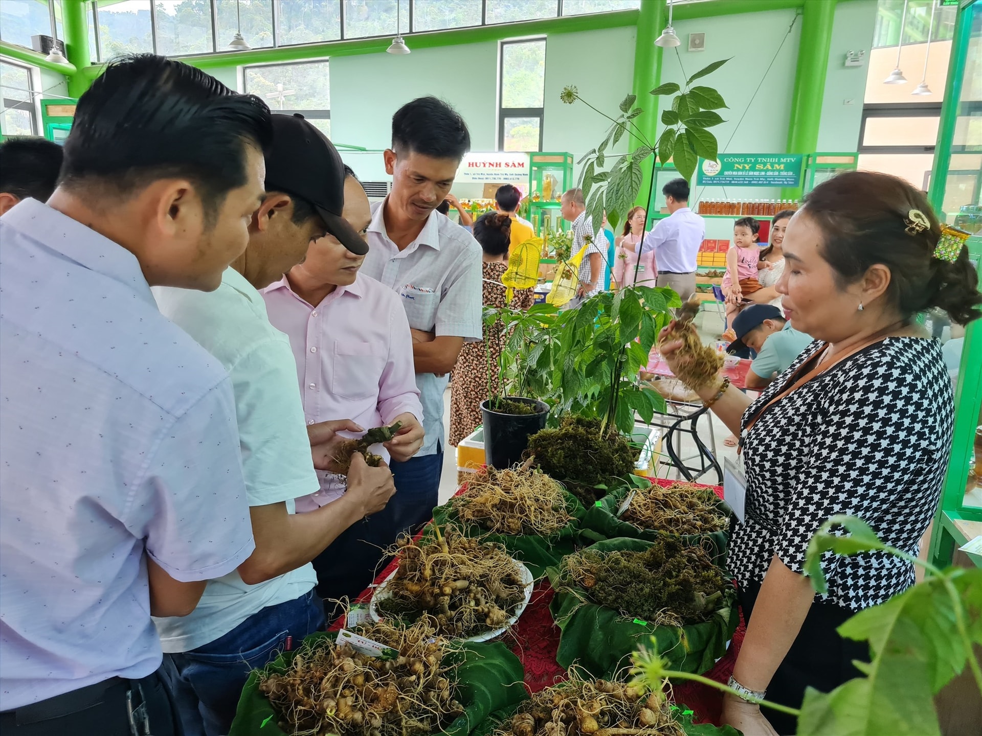 Ngoc Linh ginseng at the festival