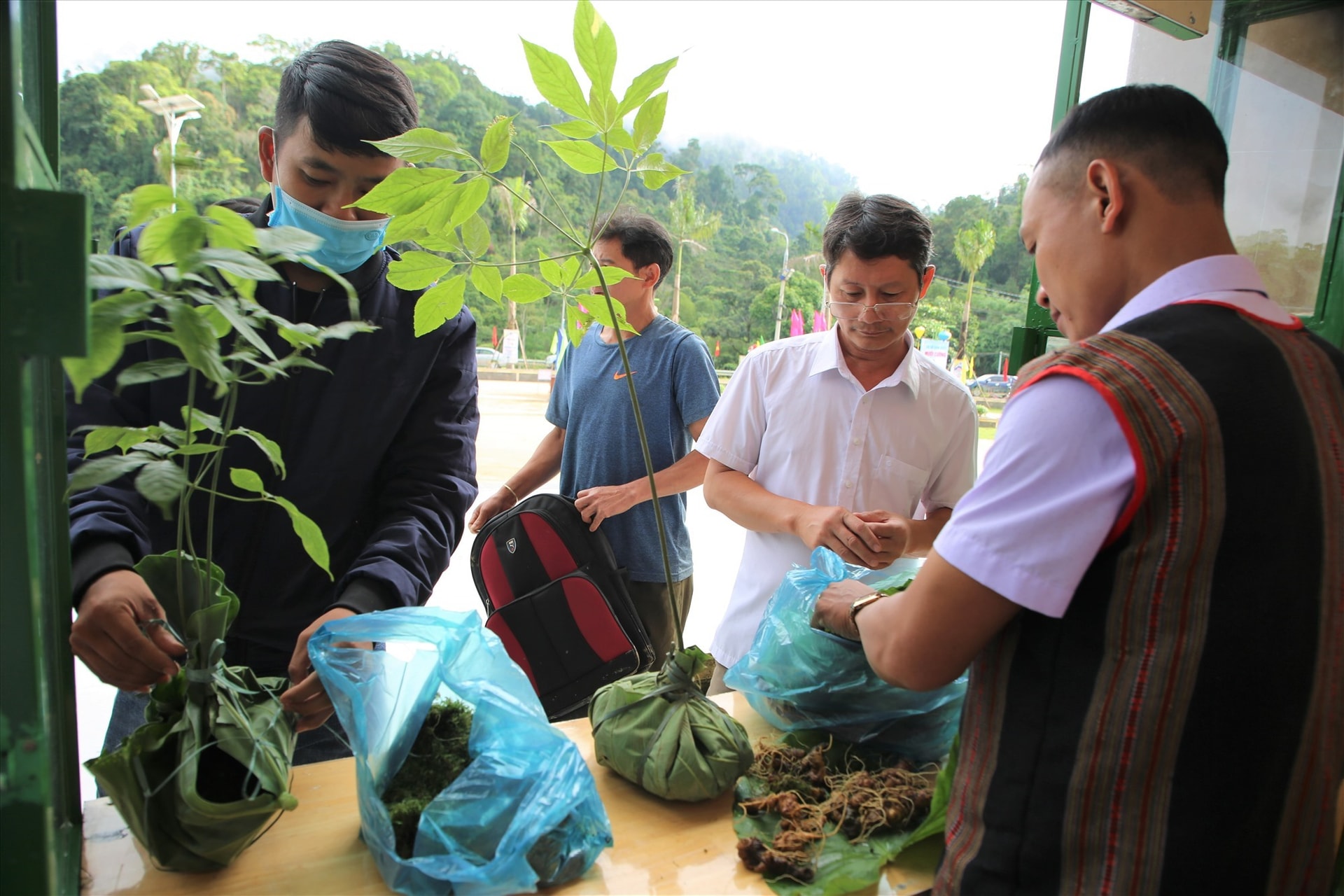 The quality of Ngoc Linh ginseng trees is checked before they are displayed in the festival.