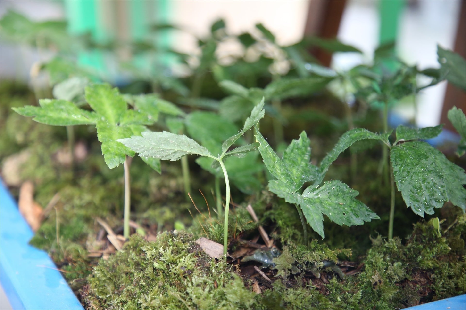 Ngoc Linh ginseng plants