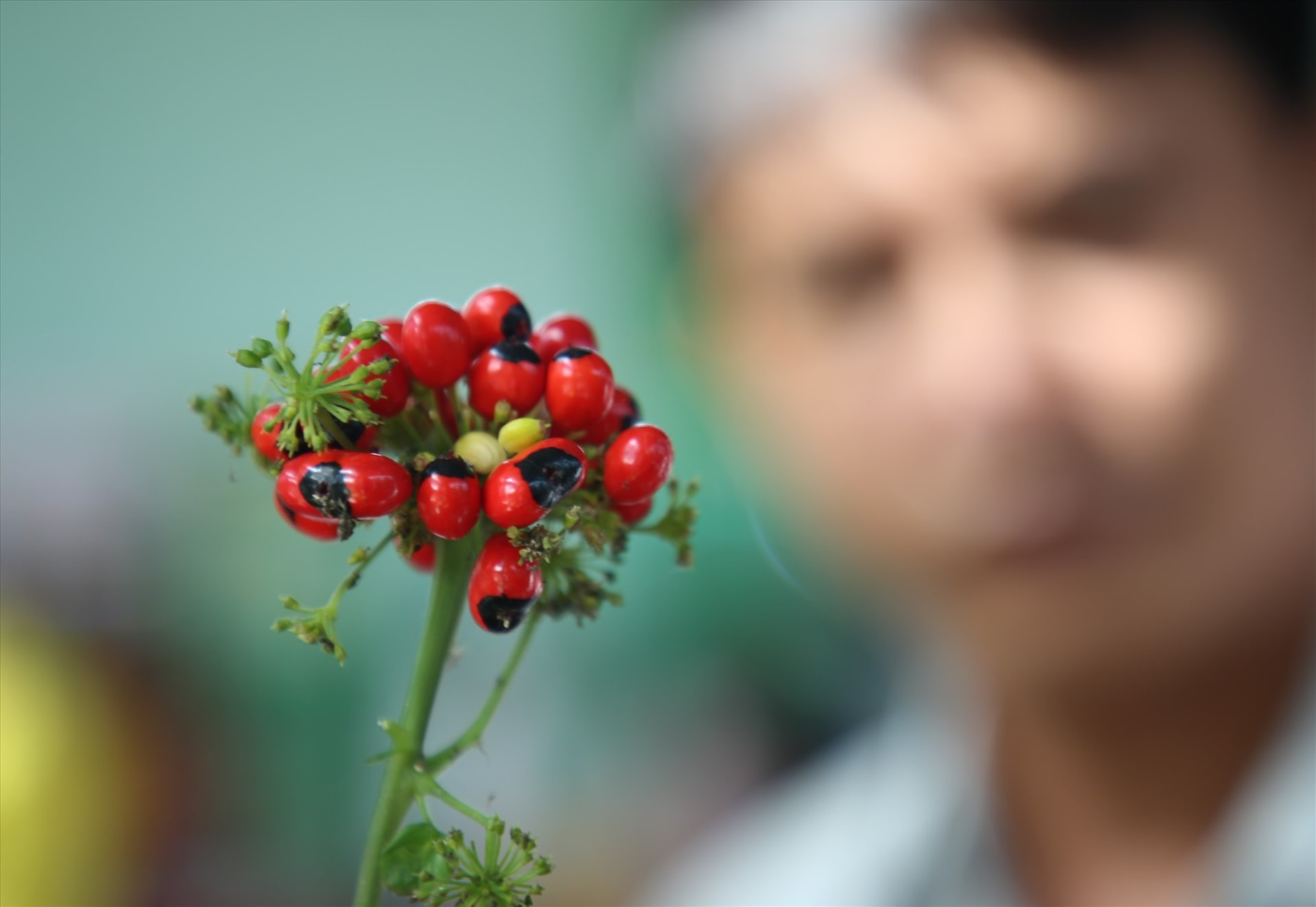 Ngoc Linh ginseng seeds