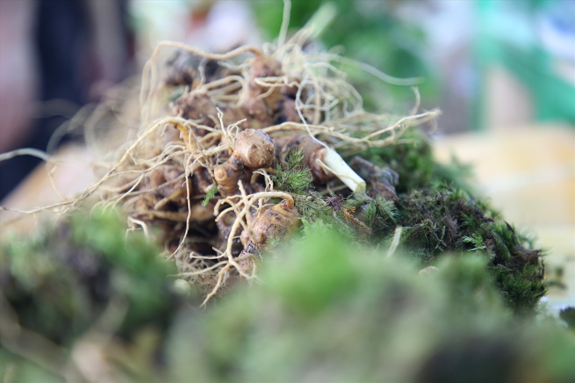 Ngoc Linh ginseng roots are protected by the moss under the canopy of the forest.